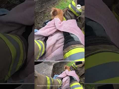 Firefighters rescue puppy from storm drain in Arkansas