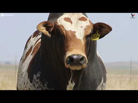 Hurwitz Farming's Summer Sale is around the corner and they have quite a lineup of bulls...