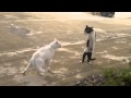 funny-cats-21-09-2017