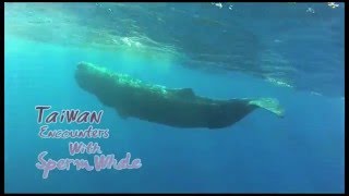Taiwan Encounters With Sperm Whales (trailer) 2016
