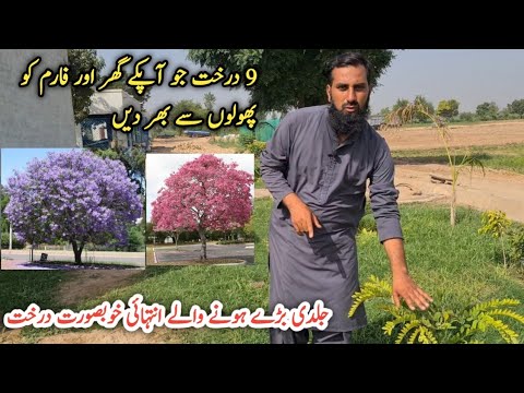 Best flowering trees selection |Beautiful trees growing in my farm |IR FARM