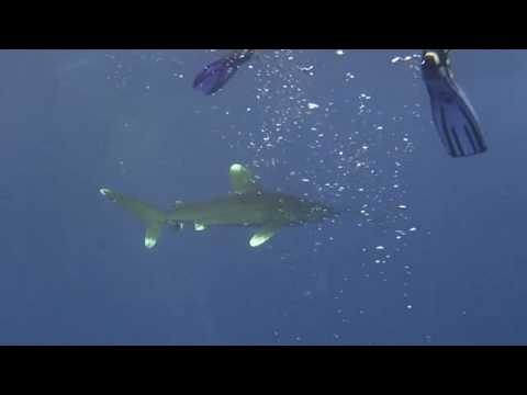 oceanic white tip shark Longimanus cruising around under divers +boat. good colour