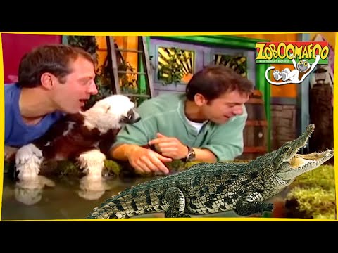 🐵 Zoboomafoo 🐊 with the Kratt brothers! CROCODILIAN | Full Episode | Animal Show for Kids