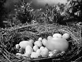 Let S Lay An Egg