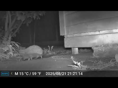 2025 08 21 2105 to 2025 08 22 0411