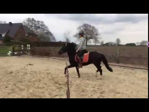 3-jähriger Ponywallach v. Nutrix-Hilkens Black Delight