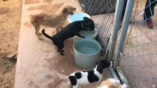 23 Meximutts are Ready to Make a Run for the Border