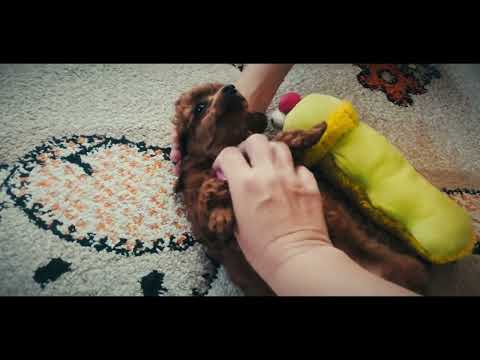 Toy Poodle puppy for sale