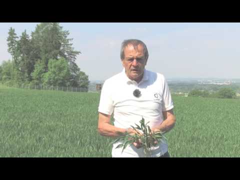 Winterweizen - Spätdüngung