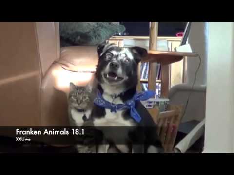 XXUwe - FRANKEN ANIMALS 18.1