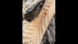 The 53 Worst Images for Trypophobics (Fear of Holes)