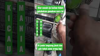 Download lagu tips ampuh menjinakan cucak ijo muda hutan yang gelbakan//cucak ijo giras jadi jinak #shorts mp3
