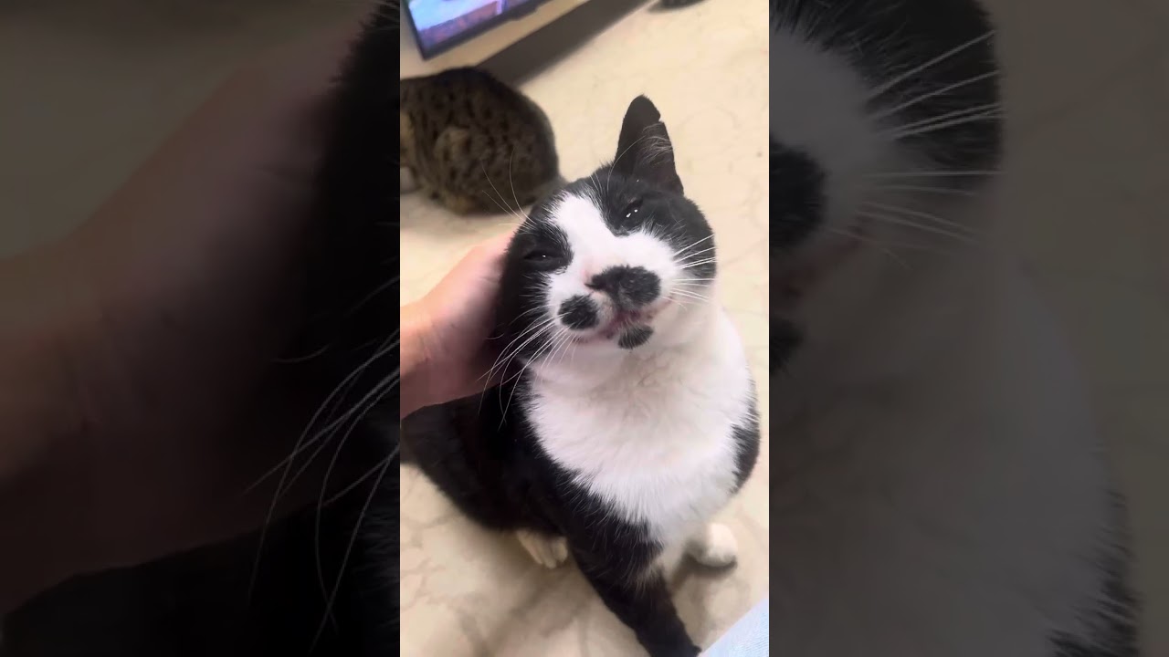 Enlarge Sanders, a Adoptable Domestic Short Hair in Medina, OH video 5/5