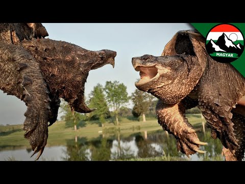 Aligátor csattanó teknős vs közönséges csattanó teknős | Brave Wilderness Magyar | Wildlife videó