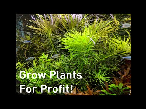 Growing Plants for Profit - An Alternative to Breeding for Profit Aquariums