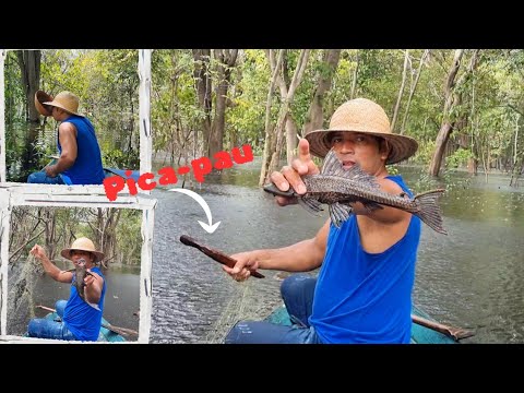 Pescando Bodó no Igapó com Malhadeira no AMAZONAS