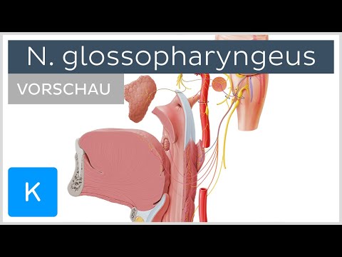Nervus glossopharyngeus: Anatomie, Verlauf und Funktion (Vorschau) | Kenhub