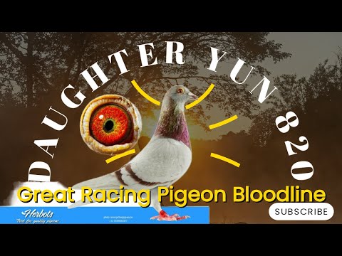 Direct " Daughter Yun " One Of The Best Racing Pigeon Bloodlines For sale In Herbots Pigeons Auction