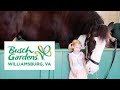Busch Gardens Williamsburg April 2022 Comparing It To Disney World