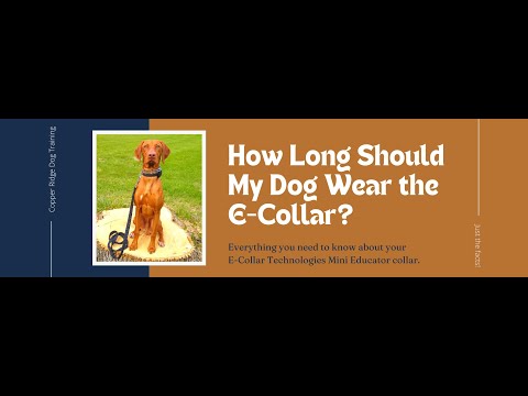 How Long Should My Dog Wear the E-Collar?