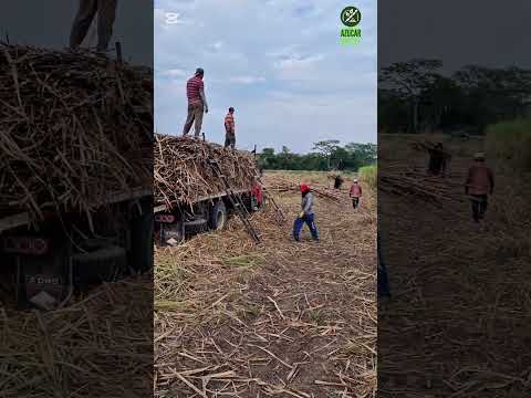Labores de recolección de semillas en zona de Quebrada de la Virgen municipio Guanare.