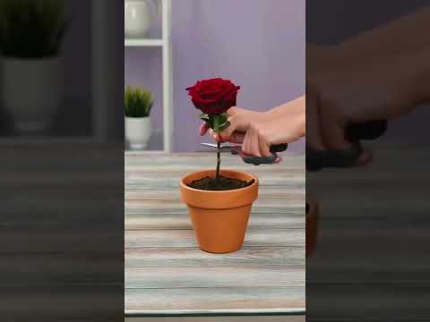 しおれたバラの植え方