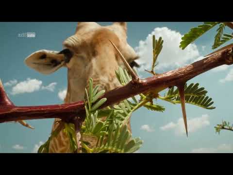 Kalahari - Gesetz der Wildnis (2/2): Regenzeit Doku (2023)