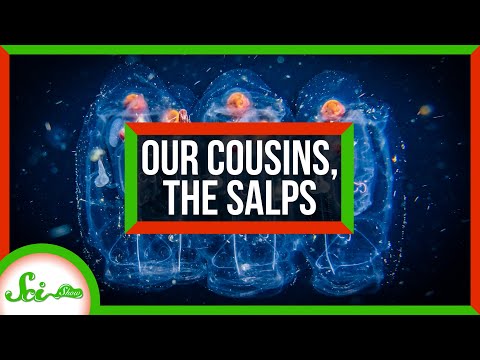 An Ode to Salps: Our Gelatinous Marine Cousins