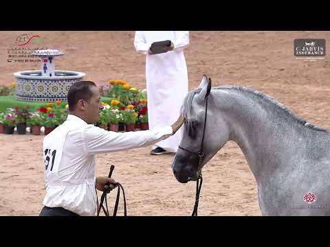 N 151 NAJM EL AAZ   Morocco Breeders Show 2024   EAHGC   Stallions 4 6 Years Old Class 9