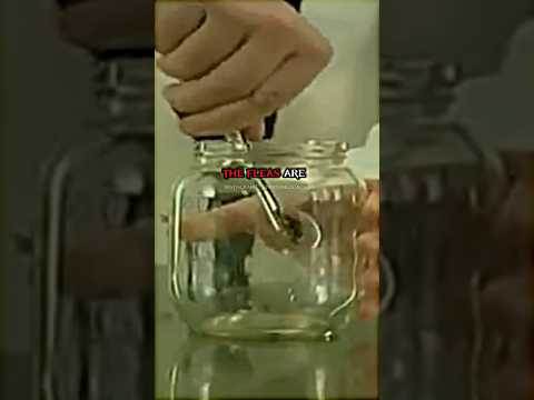 Life you aspirate for? 👀 #motivation #experiment #life #change #shorts #youtubeshorts #viral