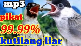 Download lagu pikat 99.99% kutilang liar pasti turun dengerin. mp3 suara pikat kutilang ribut mp3