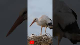 White stork | #shorts