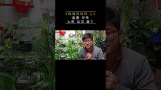 아레카야자 잎 갈변, 검게 변한다면 