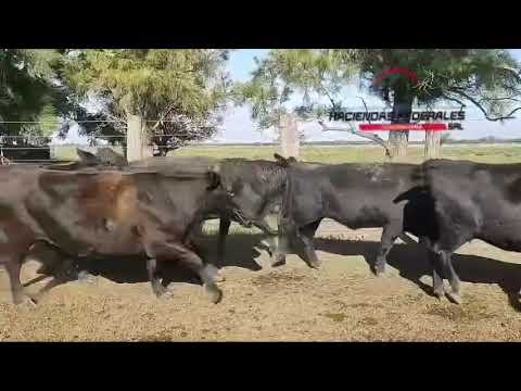 Vacas invernadas en el Sombrerito, Santa Fe.