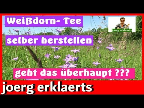 OPC reichster Strauch wächst vor deiner Haustür  jetzt selber OPC herstellen Tutorial..Vol.106