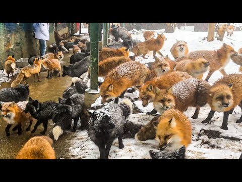 , title : 'More than 100 foxes live in a free-range fox village Japan｜Zao Fox Village, Miyagi'