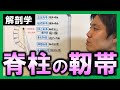 【基礎から勉強・解剖学】脊柱の靭帯【理学療法士・作業療法士】