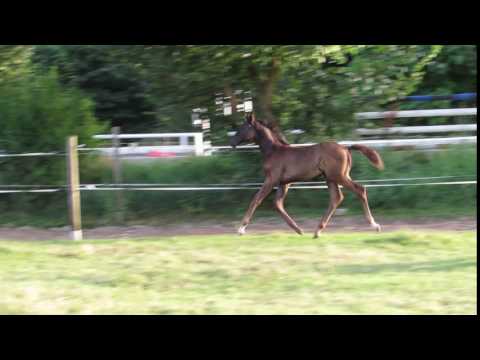 Überragende Stute v. Da Silva v. Desperados Mysteria