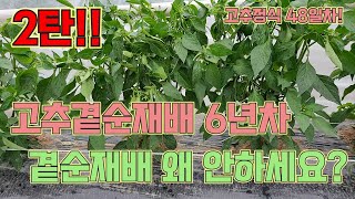(2탄!!!)고추곁순재배 갑론을박! 딱 정리해드립니다!! 고추 농사 잘 짓는 법!!