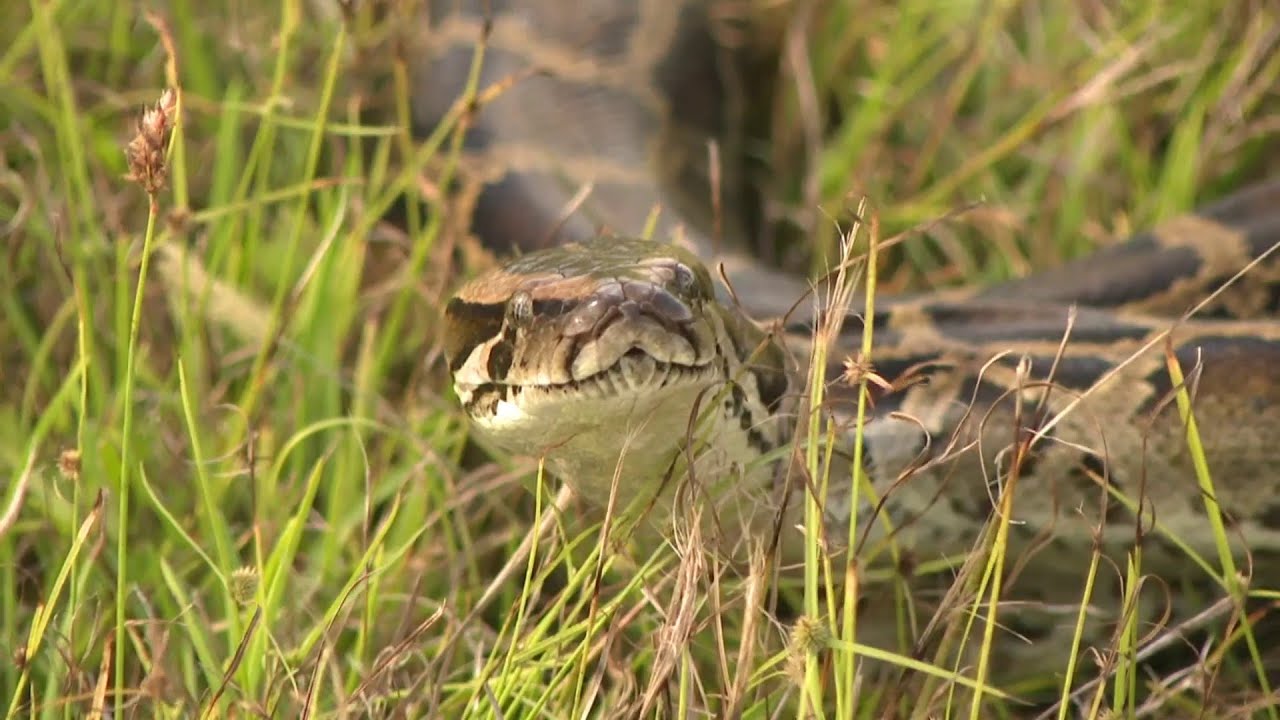 Could this be the next 'Super Python' species?