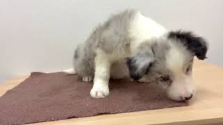 ボーダーコリーの動画01