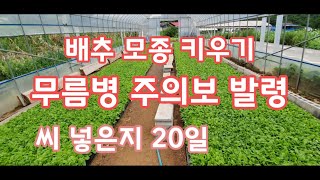 배추 무름병이 왔습니다. 배추모종키우기 [배추재배방법]