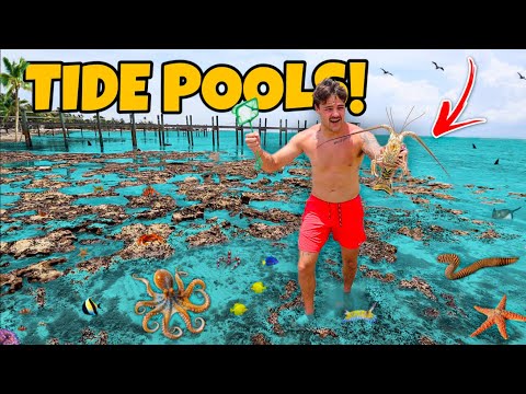 Finding CREEPY Sea Creatures in SHALLOW TIDE POOLS!!