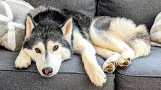 Why Is This Husky Awake Before Dawn?