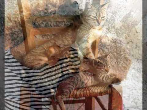 Oliver Dragojević   Majko