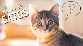 Som de GATOS e GATINHOS Miando