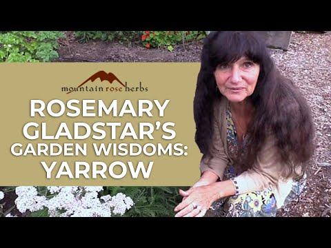 Rosemary Gladstar's Garden Wisdoms: Yarrow