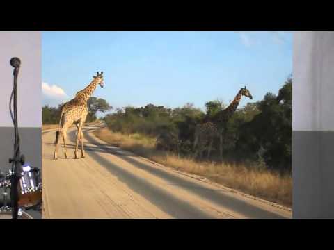 Lovers Pamire   My Rose Live at TPZ