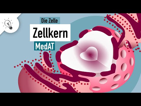 Cell nucleus | Structure & function | MedAT | Biology