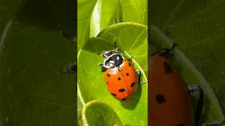 Joaninha! Você sabia que inseto também se limpa?🐞 #insetos